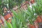 Bukkullaplant-nursery-10.jpg; ?>