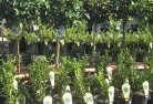 Bukkullaplant-nursery-14.jpg; ?>