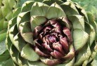 Bukkullaplant-nursery-1.jpg; ?>