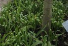 Bukkullaplant-nursery-23.jpg; ?>