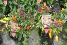 Bukkullaplant-nursery-27.jpg; ?>